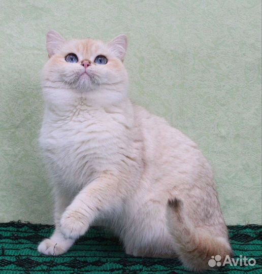 Золотой колор поинт кот