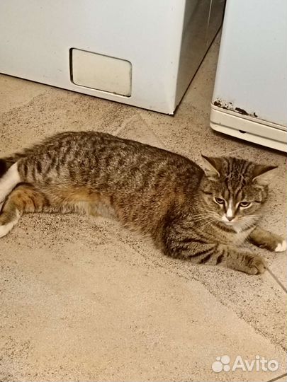Кошечка в добрые руки