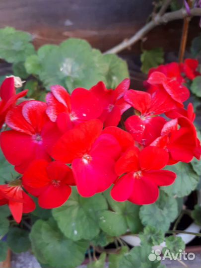 Пеларгония герань
