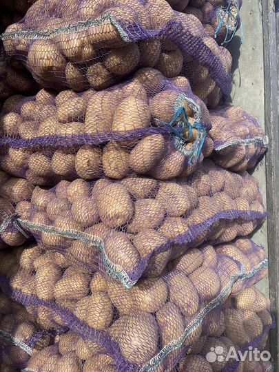 Овощи: картофель, лук, капуста