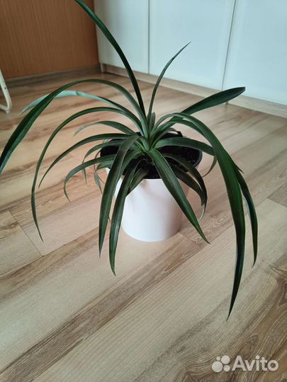 Комнатный ананас растение