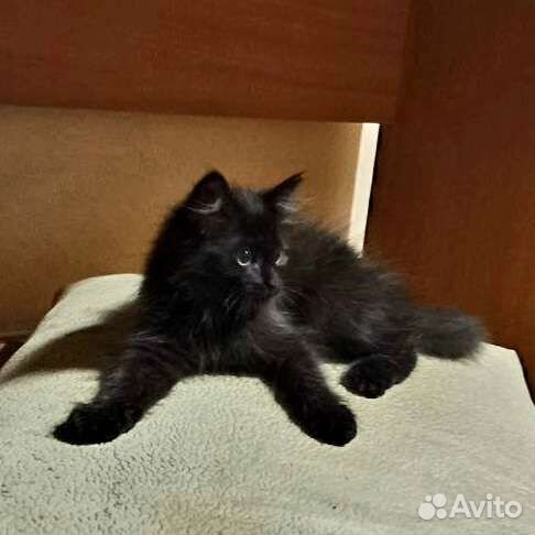 Котенок черный мальчик