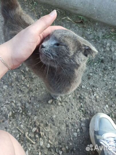 Стерилизованная шотландская вислоухая кошка