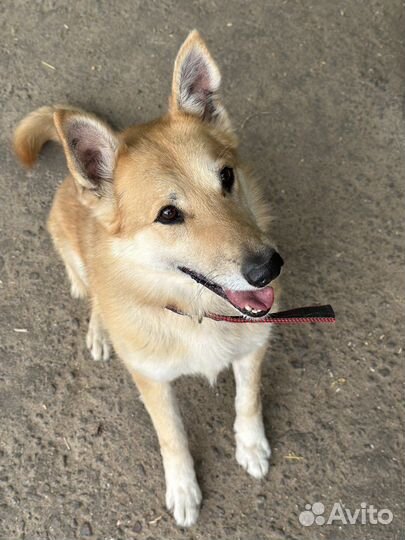 Рыжик ищет дом, пристраивается в добрые руки