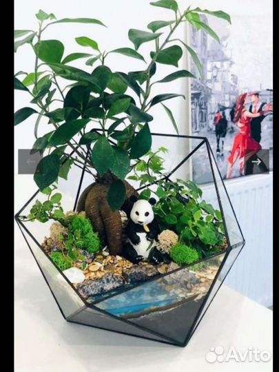 Флорариум, суккуленты, подарок