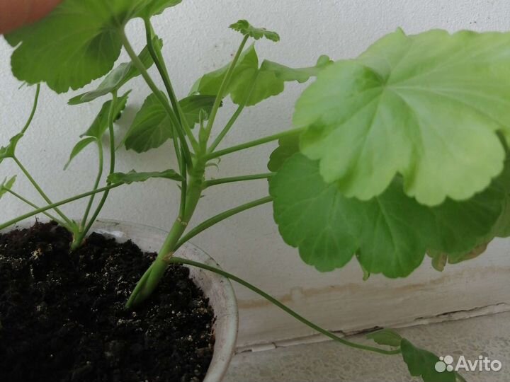 Пеларгония герань