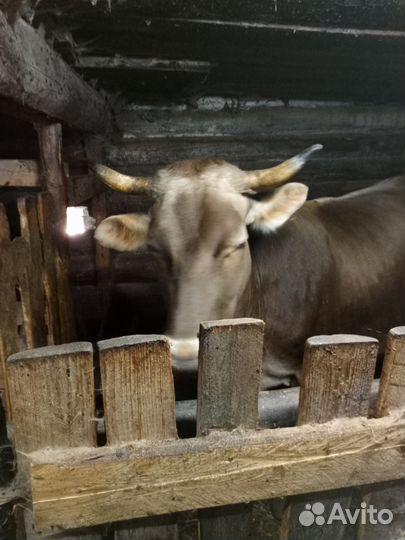 Корова швицкой породы