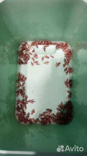 Сверчки домовые