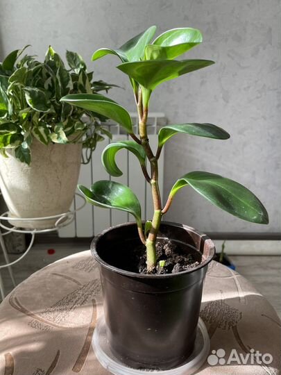 Пеперомия туполистная