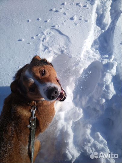 Собака в добрые руки отдам бесплатно