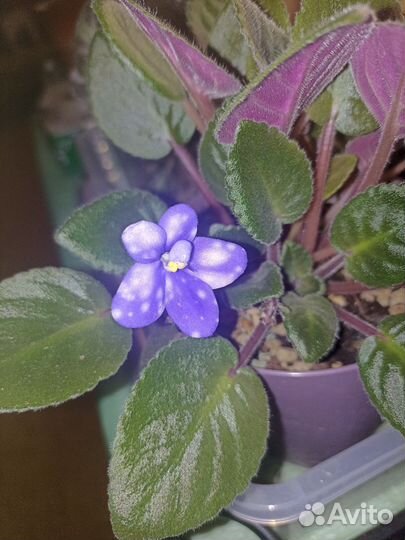 Цветущая фиалка