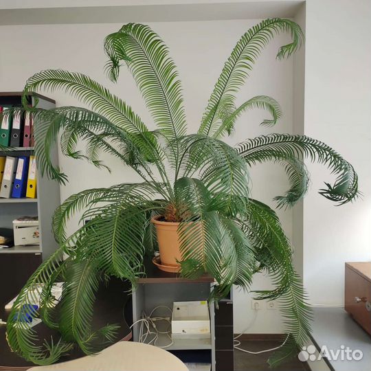 Пальма цикас