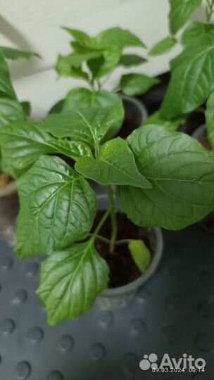 Рассада перца колокольчик