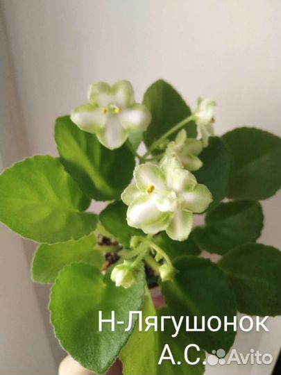 Фиалка(листы свежесрезанные)