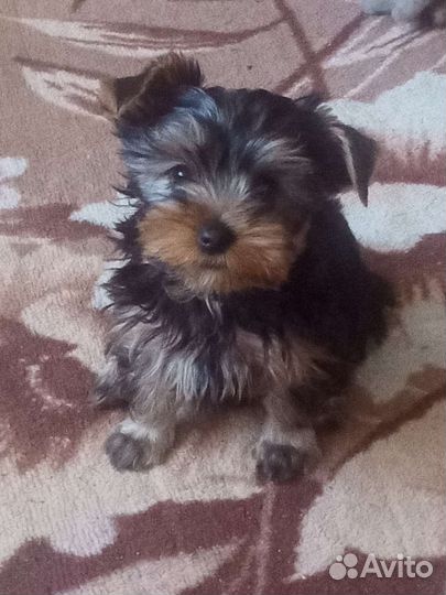 Йоркширский терьер