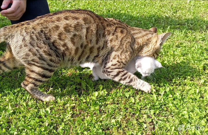 Котята метисы