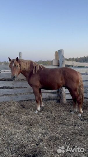 Жеребец советский полутяж