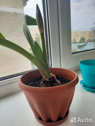 Гипераструм