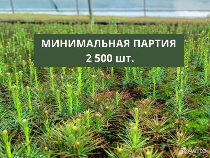 Саженцы ели европейской зкс оптом