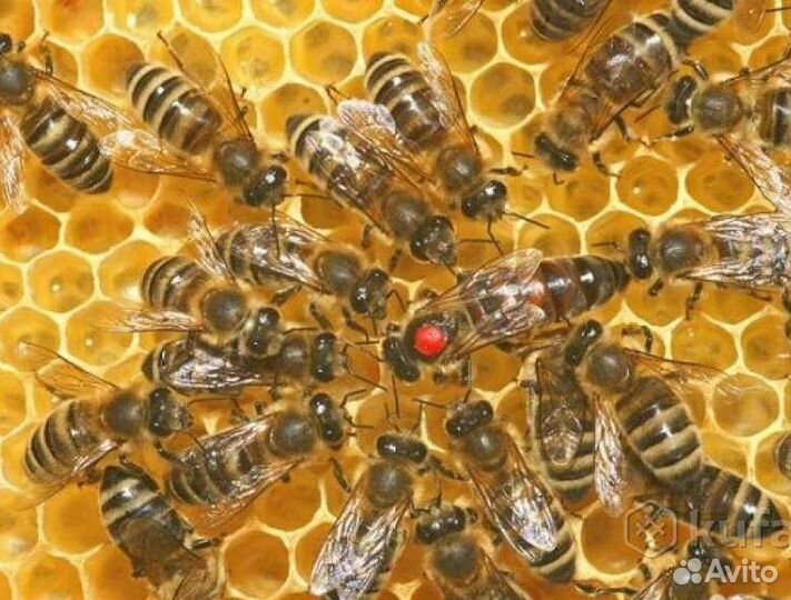 Матки плодные в продаже