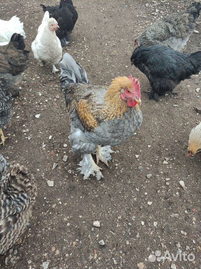 Куры и петухи брама