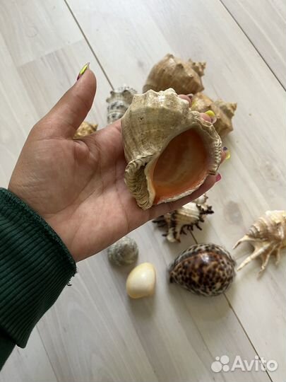 Морские ракушки раковины