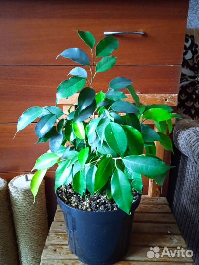 Фикус Бенджамина Даниель, Реджинальд, Неон,Спатифи