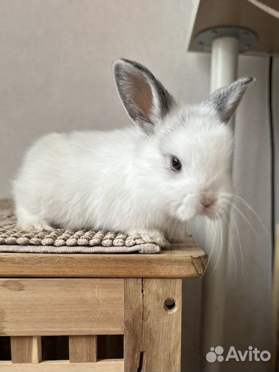 Декоративный карликовый кролик