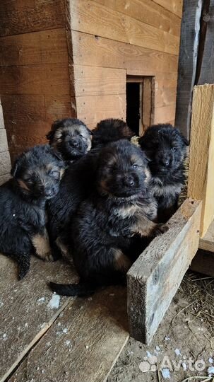Щенки немецкой овчарки