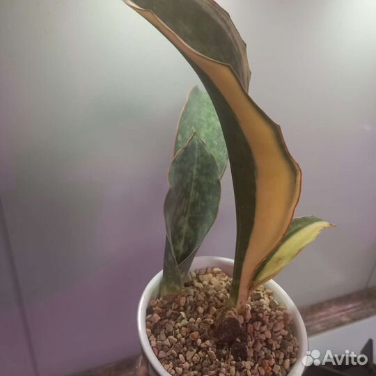 Сансивиерия сортовая