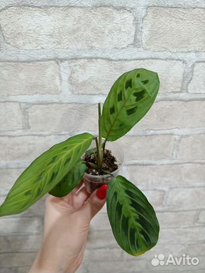 Маранта триколор