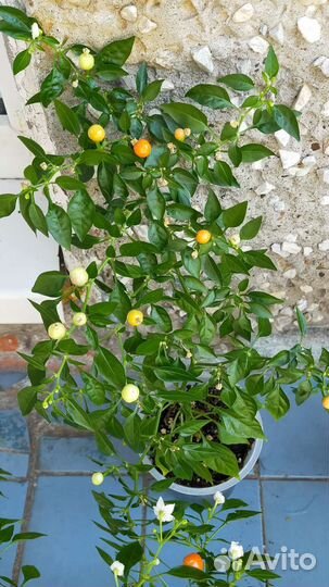 Перец острый комнатный Бусинка с плодами