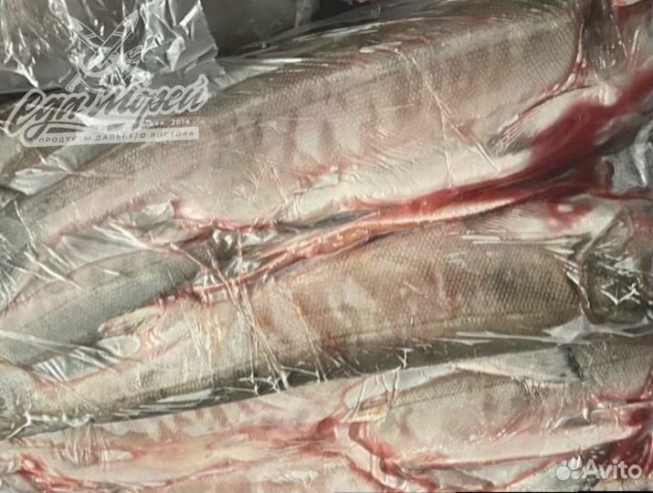 Рыба - Кета. свежемороженая. 2024г. Опт / Розница