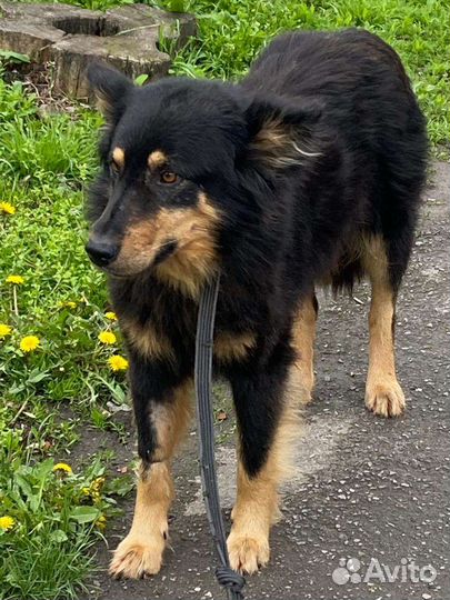 Зевса нашли в посадке