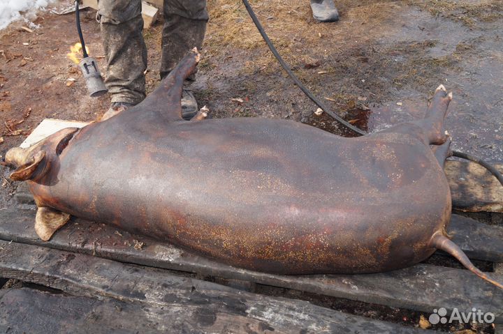 Домашняя натуральная парная свинина