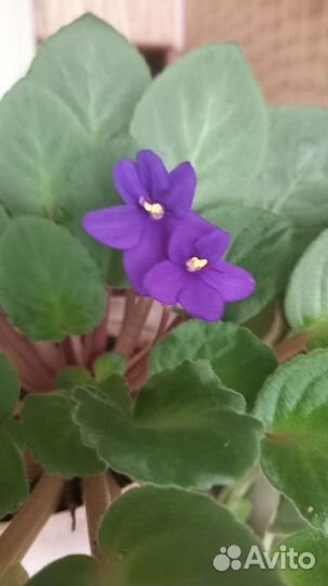 Фиалка-укорененный набор 4шт