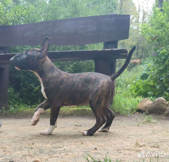 Щенки стандартного бультерьера