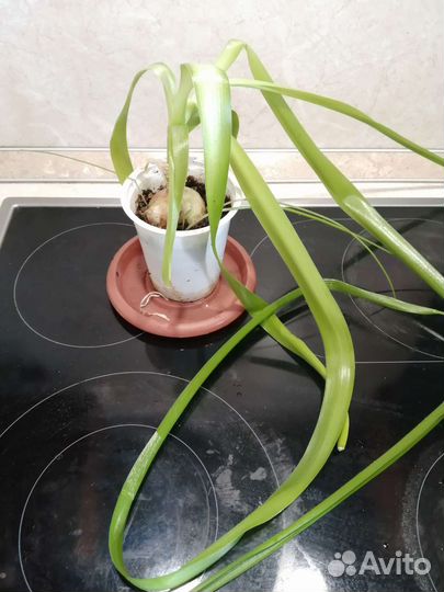 Индийский лук