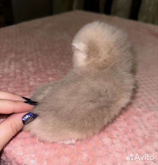 Девочка британская шиншилла голубое золото
