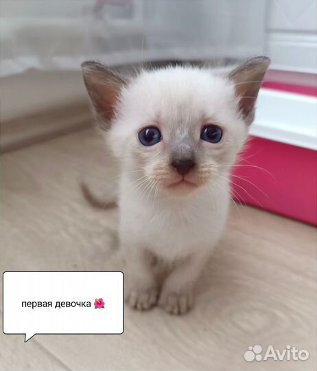 Тайские котята