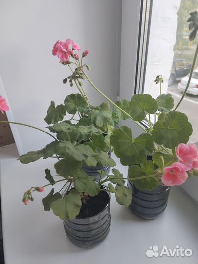 Герань пеларгония