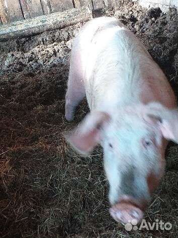 Домашние животные