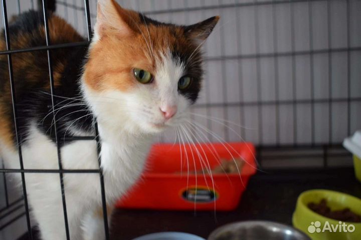 Кошка в дар бесплатно