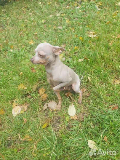 Русский той-терьер вязка