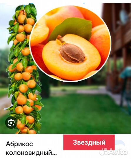 Абрикос колоновидной Звездный