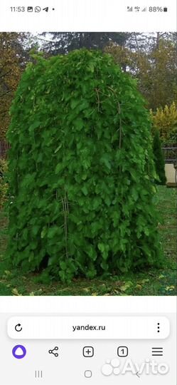 Плакучая шелковица