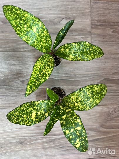 Кротон аукуболистный