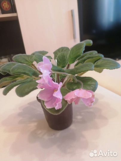 Глоксиния, фиалки