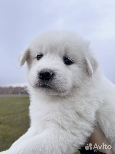 Щенки метисы (ретривер и самоед)