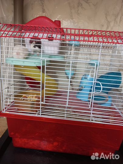 Домашние животные грызуны